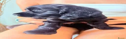 Cocker Spaniel Inglés perros en venta: Cocker Spaniel Ingles Hembra Negra Preciosa  - Anuncio 2