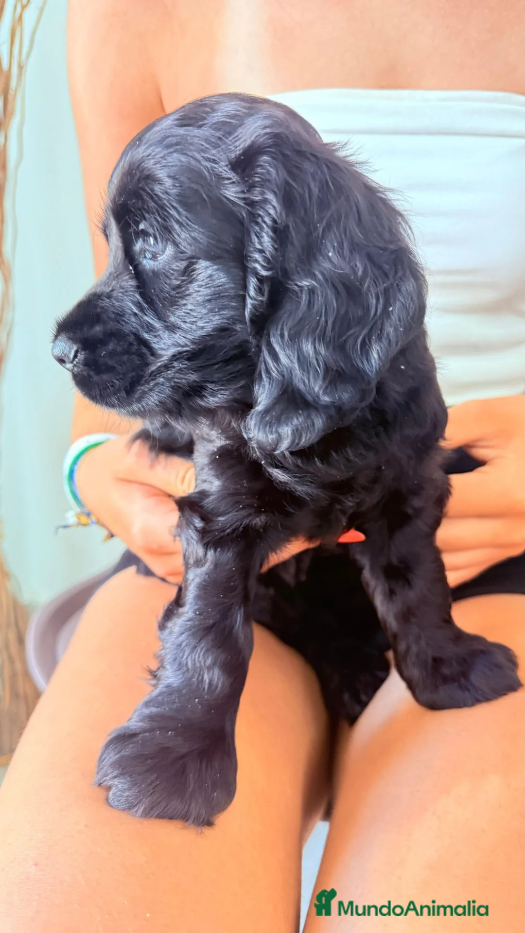 Cocker Spaniel Inglés perros en venta: Cocker Spaniel Ingles Hembra Negra Preciosa  - Anuncio 2