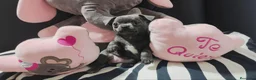 Chihuahua perros en venta: Disponible chihuahua toy  - Anuncio 8