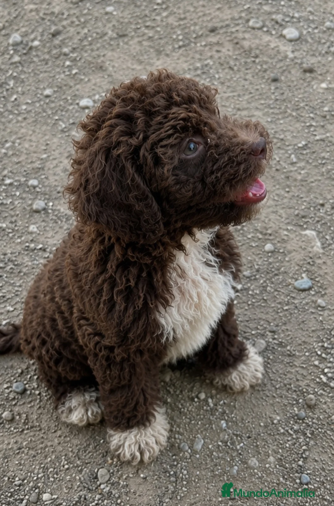 Perro de Agua Español perros en venta: Espectaculares perritos de agua - Anuncio 1