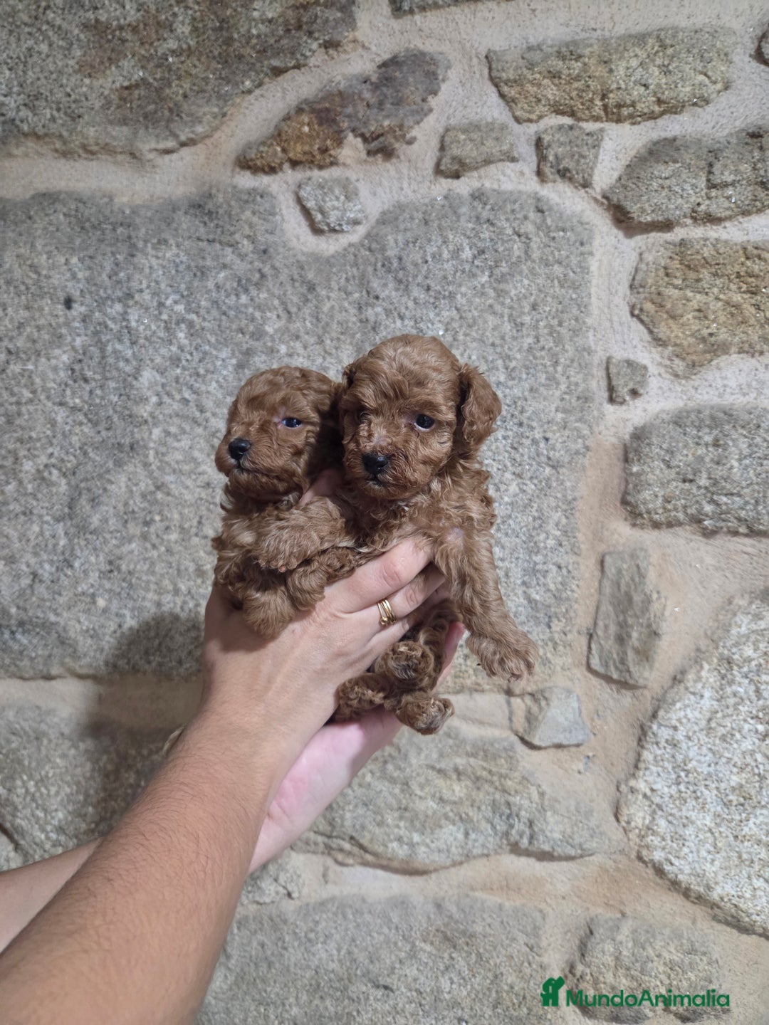 Caniche Toy perros en venta: Caniche toy - Anuncio 3