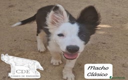 Border Collie perros en venta: Border collie línea belleza - Imagen 5
