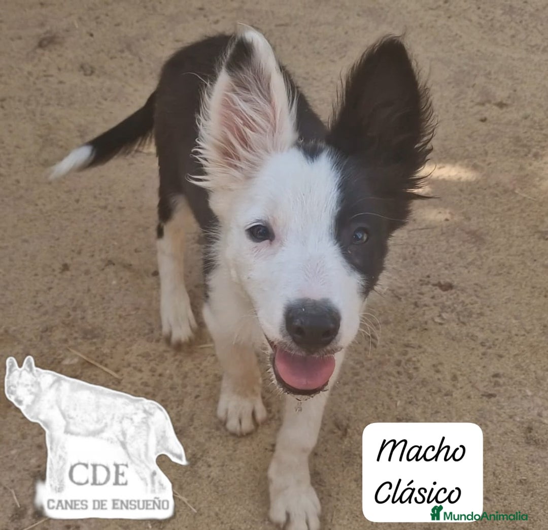 Border Collie perros en venta: Border collie línea belleza - Imagen 5