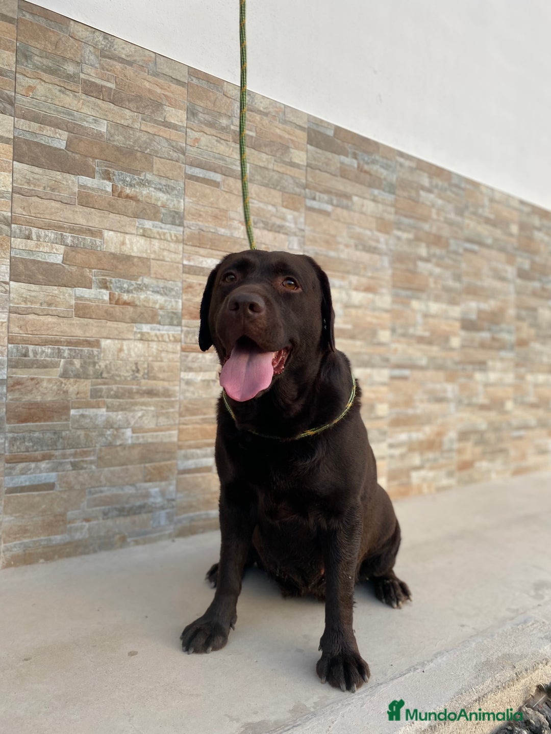 Labrador Retriever perros en venta: Cachorros de Labrador chocolate  - Imagen 6