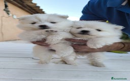 Pomerania perros en venta: Última pomerania !! - Imagen 4