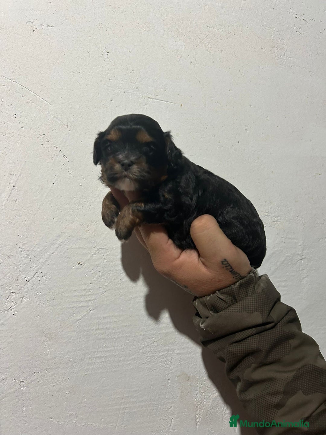 Shihpoo perros en venta: Shihpoo - Anuncio 4