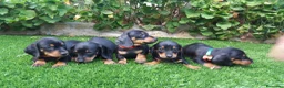 Teckel perros en venta: Preciosos Teckel negro fuego  - Anuncio 5