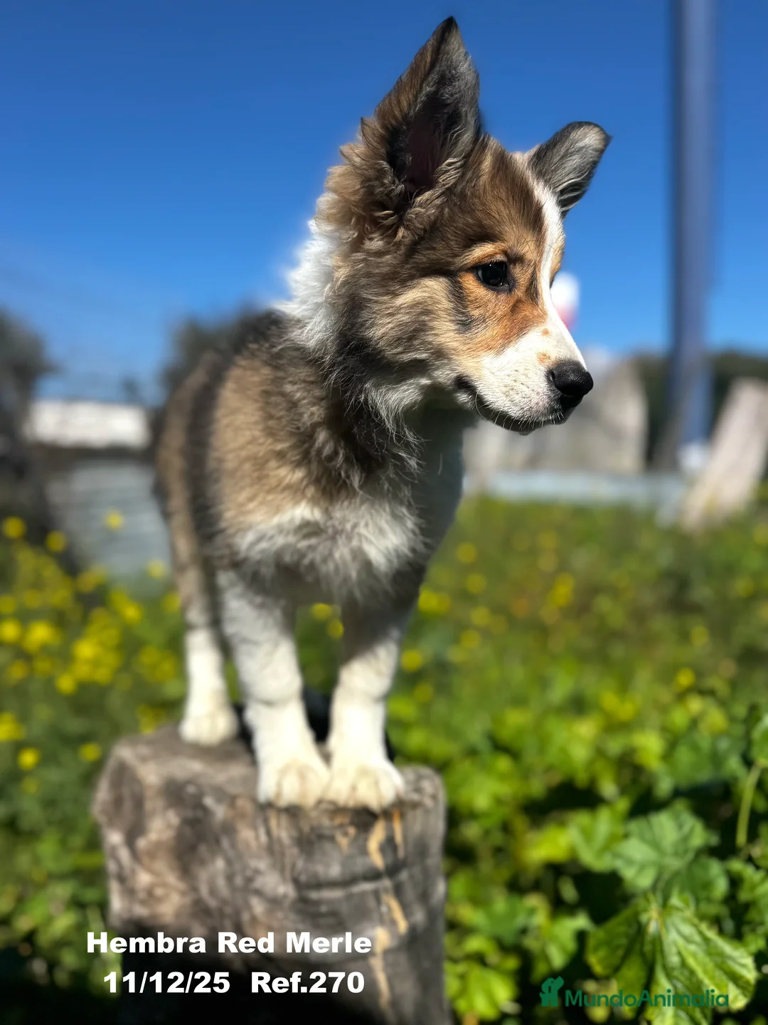 Border Collie perros en venta: Border Collie De Villa Biznaga - Anuncio 2