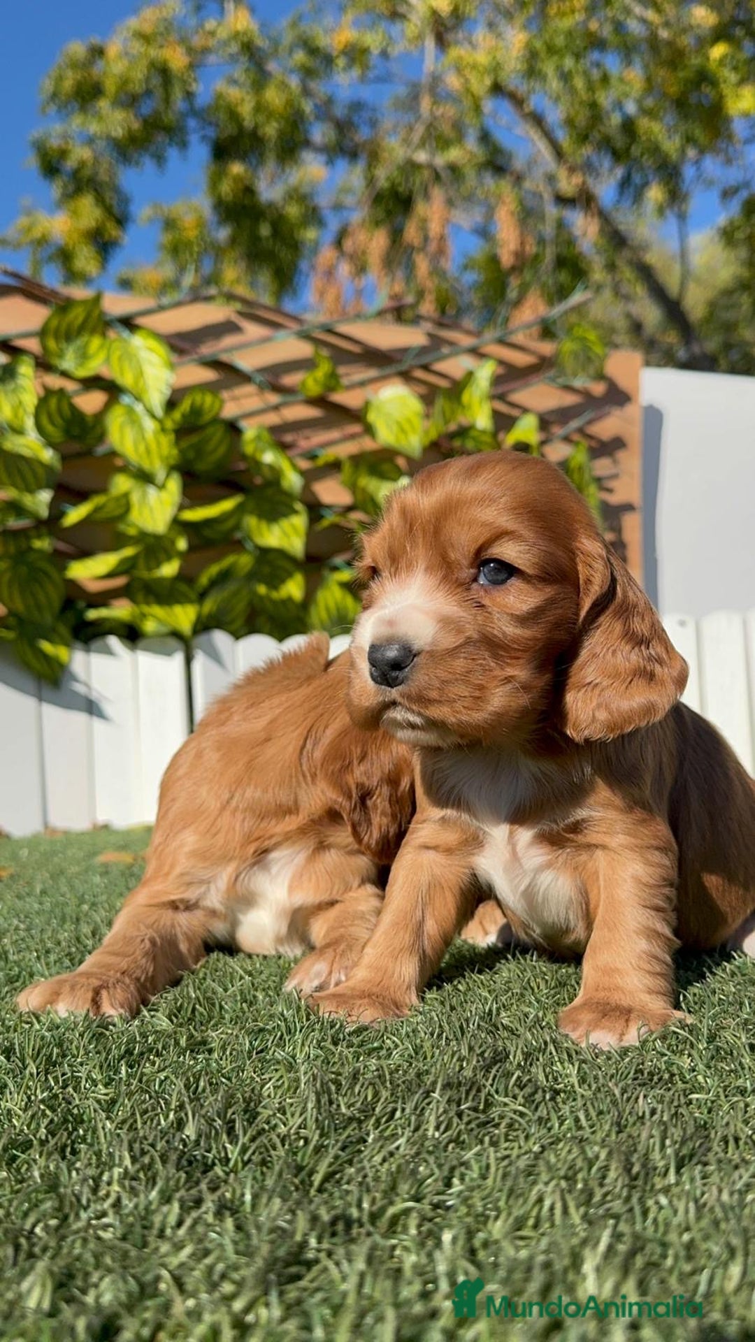 Cocker Spaniel Inglés perros en venta: COCKER SPANIEL INGLES - Anuncio 1