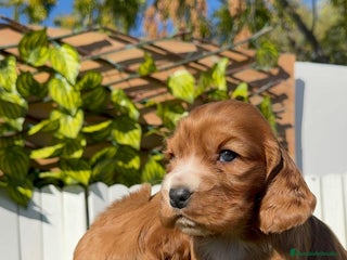 Cocker Spaniel Inglés perros COCKER SPANIEL INGLES - Anuncio 2