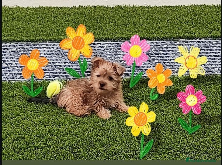 Maltipoo perros Maltipoo  - Anuncio 1