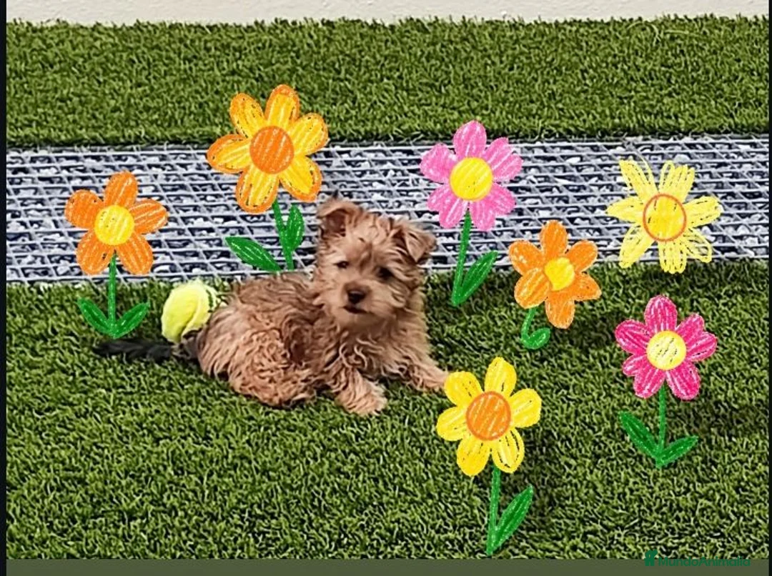 Maltipoo perros en venta: Maltipoo  - Anuncio 1