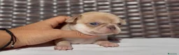 Chihuahua perros en venta: PRECIOSO CHIHUAHUA LÍNEA RUSA CABEZA DE MANZANA - Anuncio 2