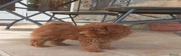 Caniche Toy perros en venta: Marchito caniche toy - Anuncio 2