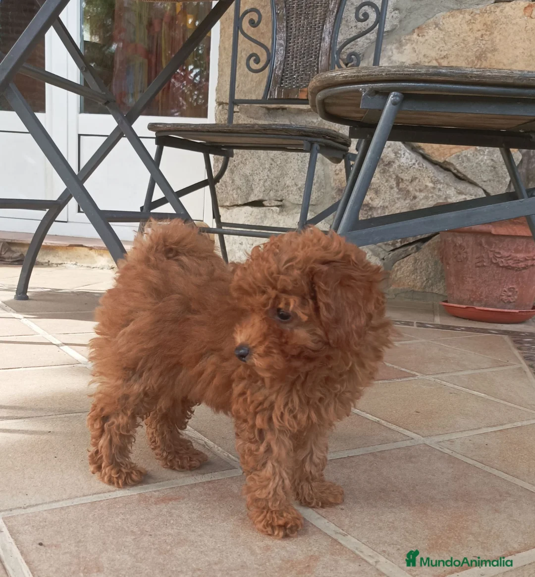 Caniche Toy perros en venta: Marchito caniche toy - Anuncio 2