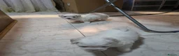 Bichón Maltés perros en venta: Bichón maltés Toy Línea Americana preciosas hembra - Anuncio 3