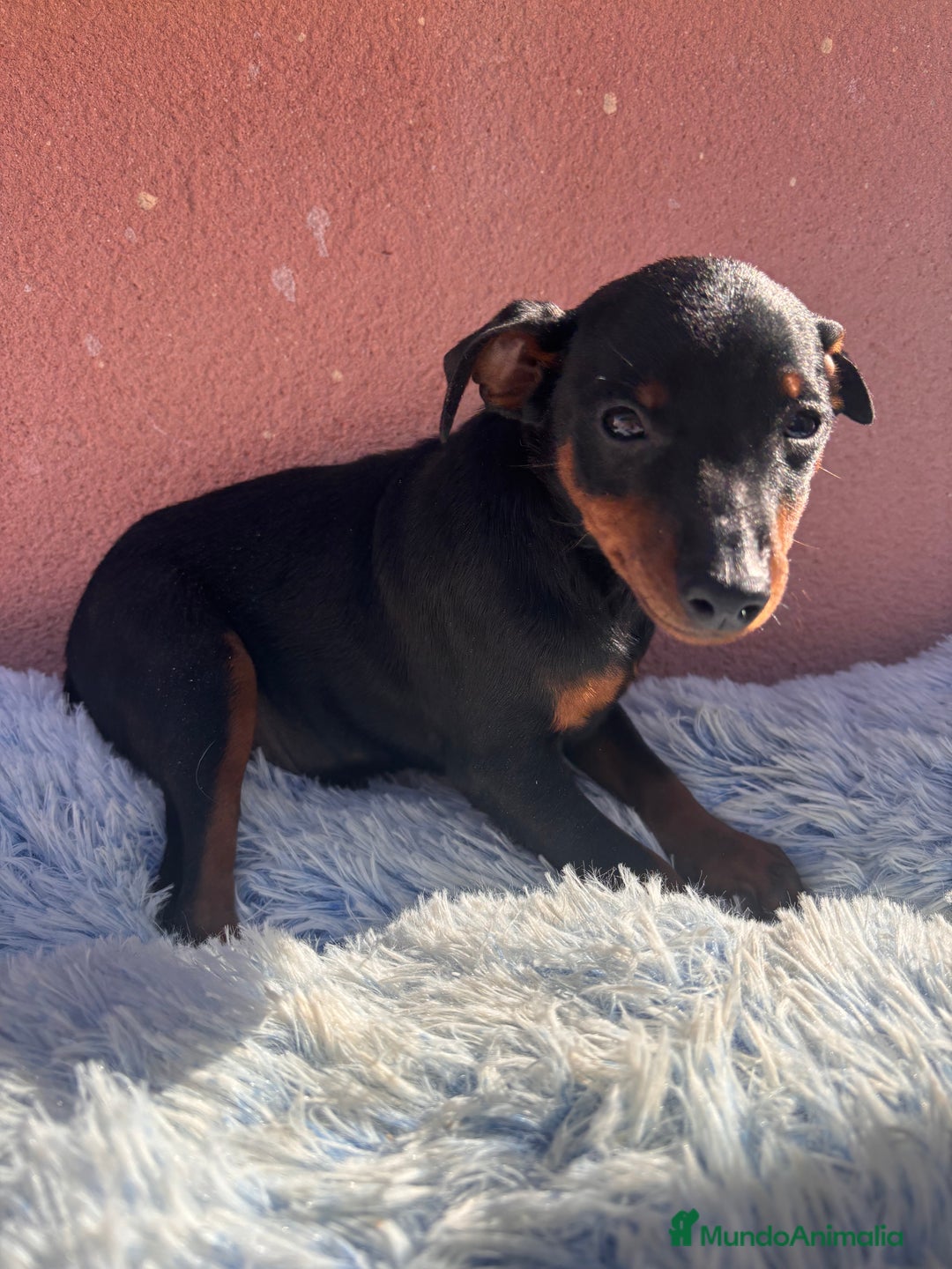Pinscher Miniatura perros en venta: PINSCHER MINIATURA - Anuncio 1