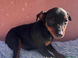 Pinscher Miniatura perros PINSCHER MINIATURA - Anuncio 6