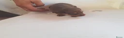 Ratón de Praga perros en venta: Cachorro de ratón de Praga  - Anuncio 4