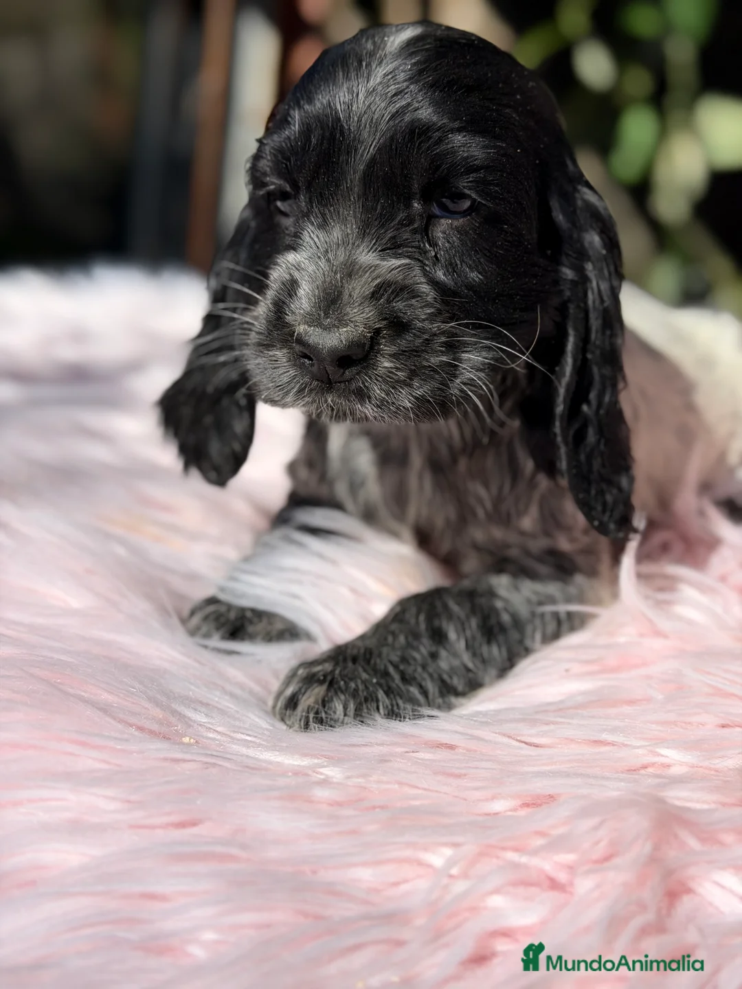 Cocker Spaniel Inglés perros en venta: Cocker ruano hembra  - Anuncio 4