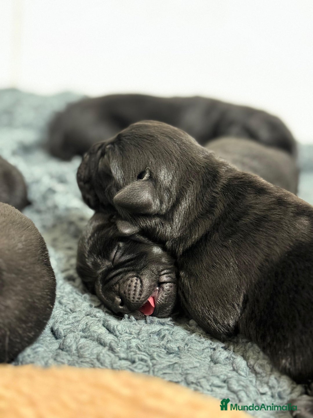 Labrador Retriever perros en venta: Impresionantes cachorros de labrador  - Anuncio 3