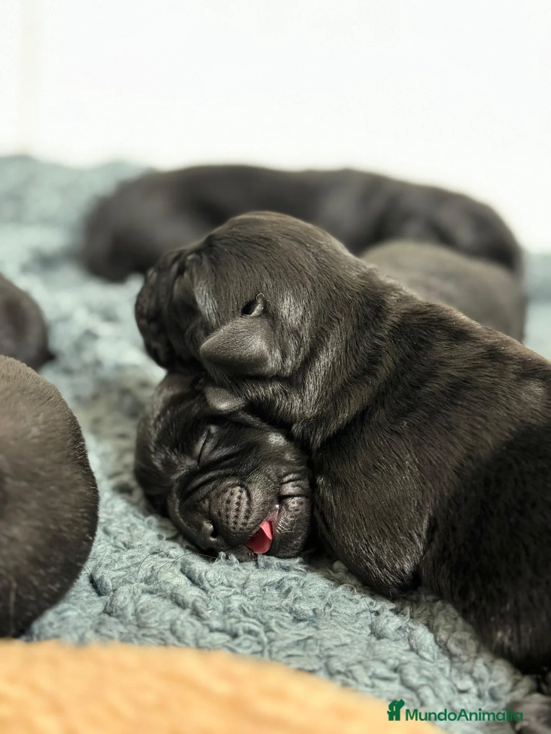 Labrador Retriever perros en venta: Impresionantes cachorros de labrador  - Anuncio 7