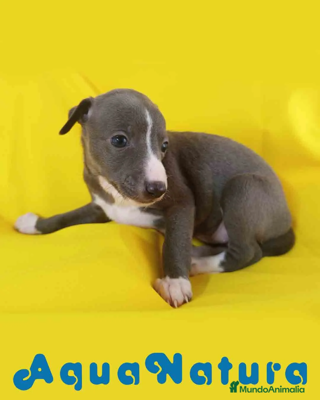 Pequeño Lebrel Italiano perros en venta: Lebrel Italiano Hembra 1831 AQUANATURA - Anuncio 6