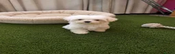 Bichón Maltés perros en venta: PRECIOSO BICHON MALTÉS MINI  - Anuncio 2