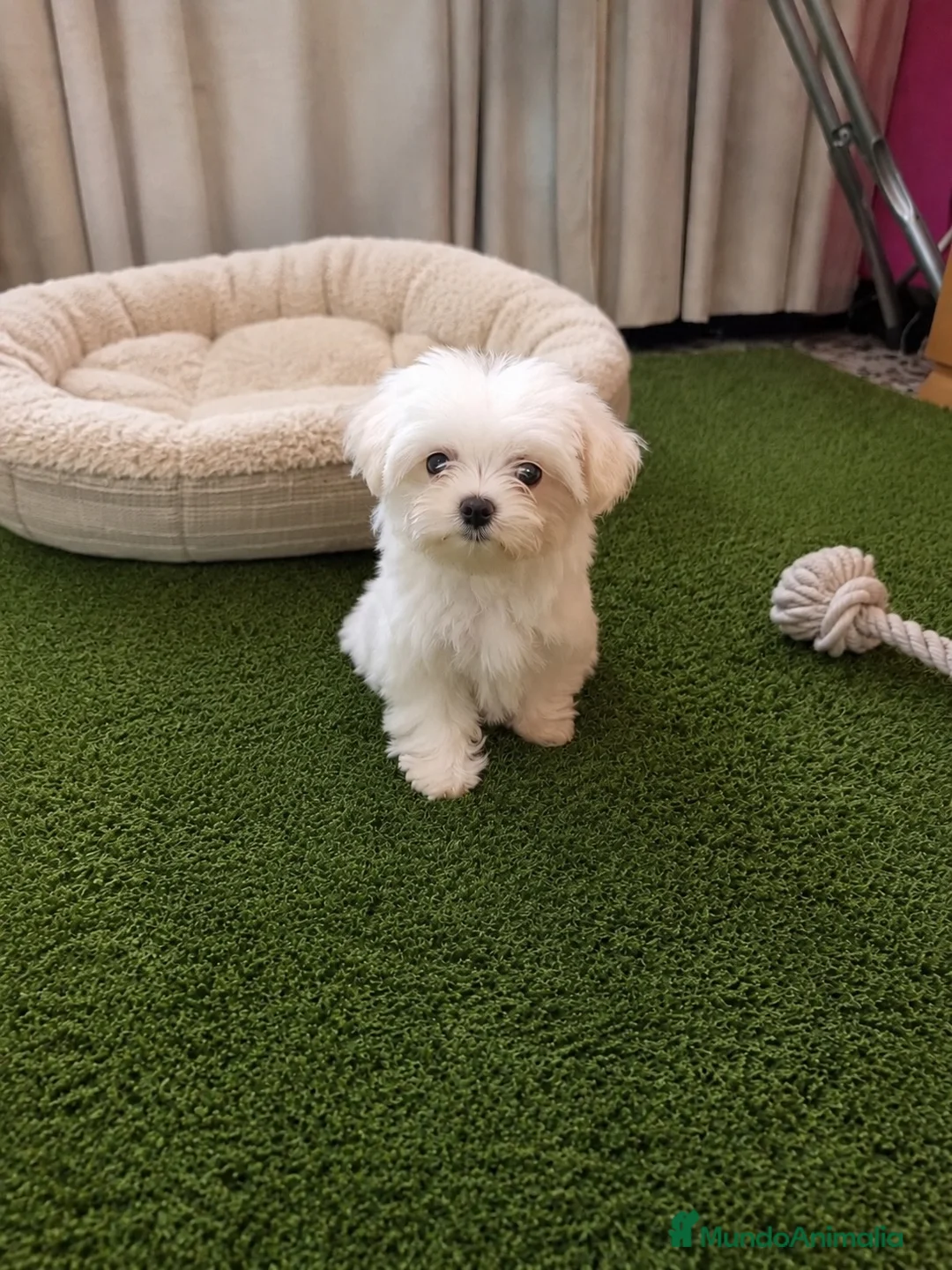 Bichón Maltés perros en venta: PRECIOSO BICHON MALTÉS MINI  - Anuncio 2