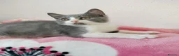 Británico de Pelo Corto gatos en venta: Hembra de british  fold - Anuncio 1