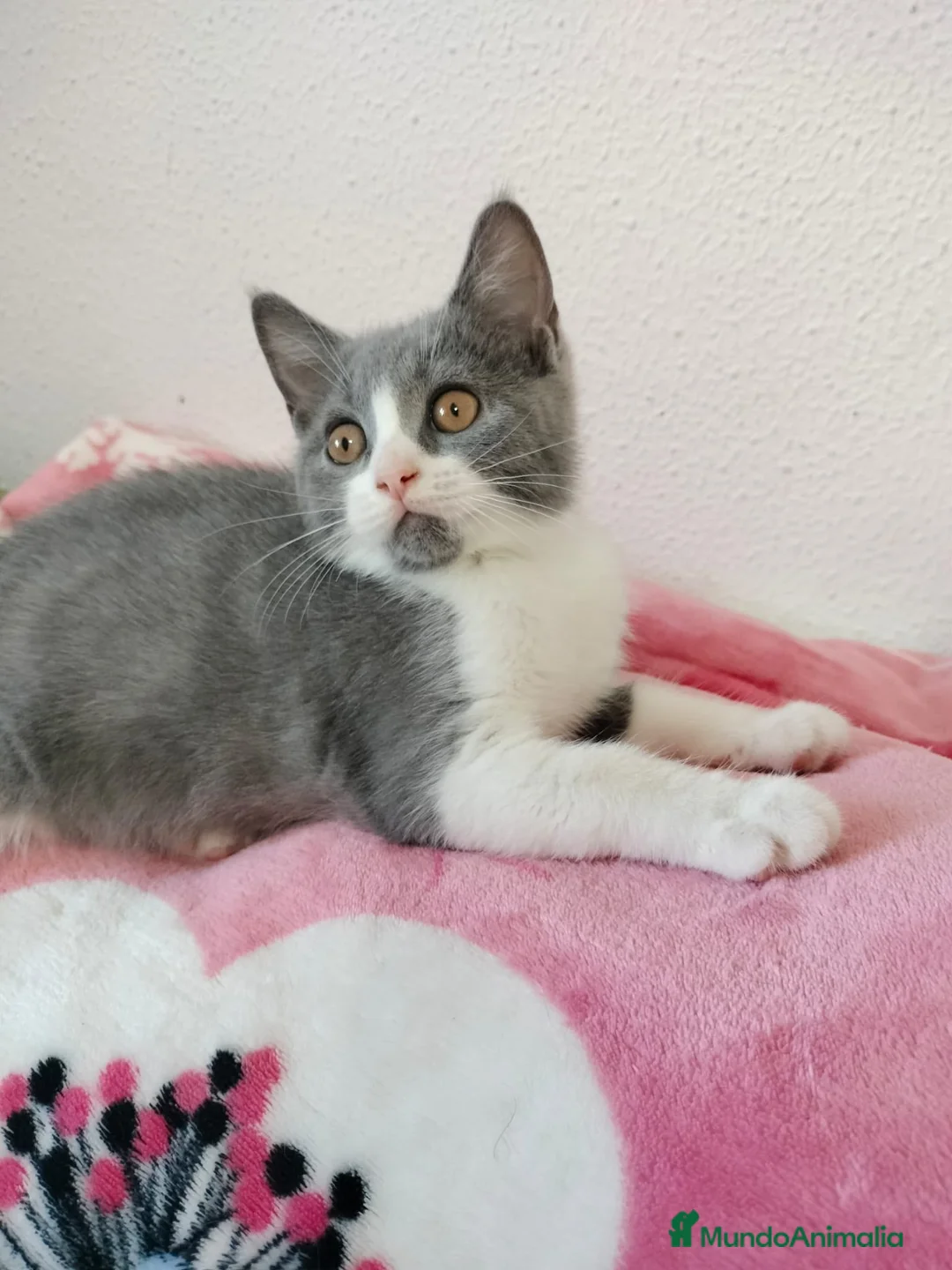 Británico de Pelo Corto gatos en venta: Hembra de british  fold - Anuncio 1