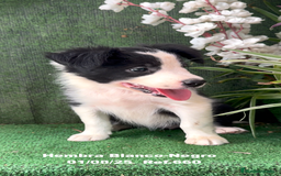 Border Collie perros en venta: Border Collie hembra - Imagen 3