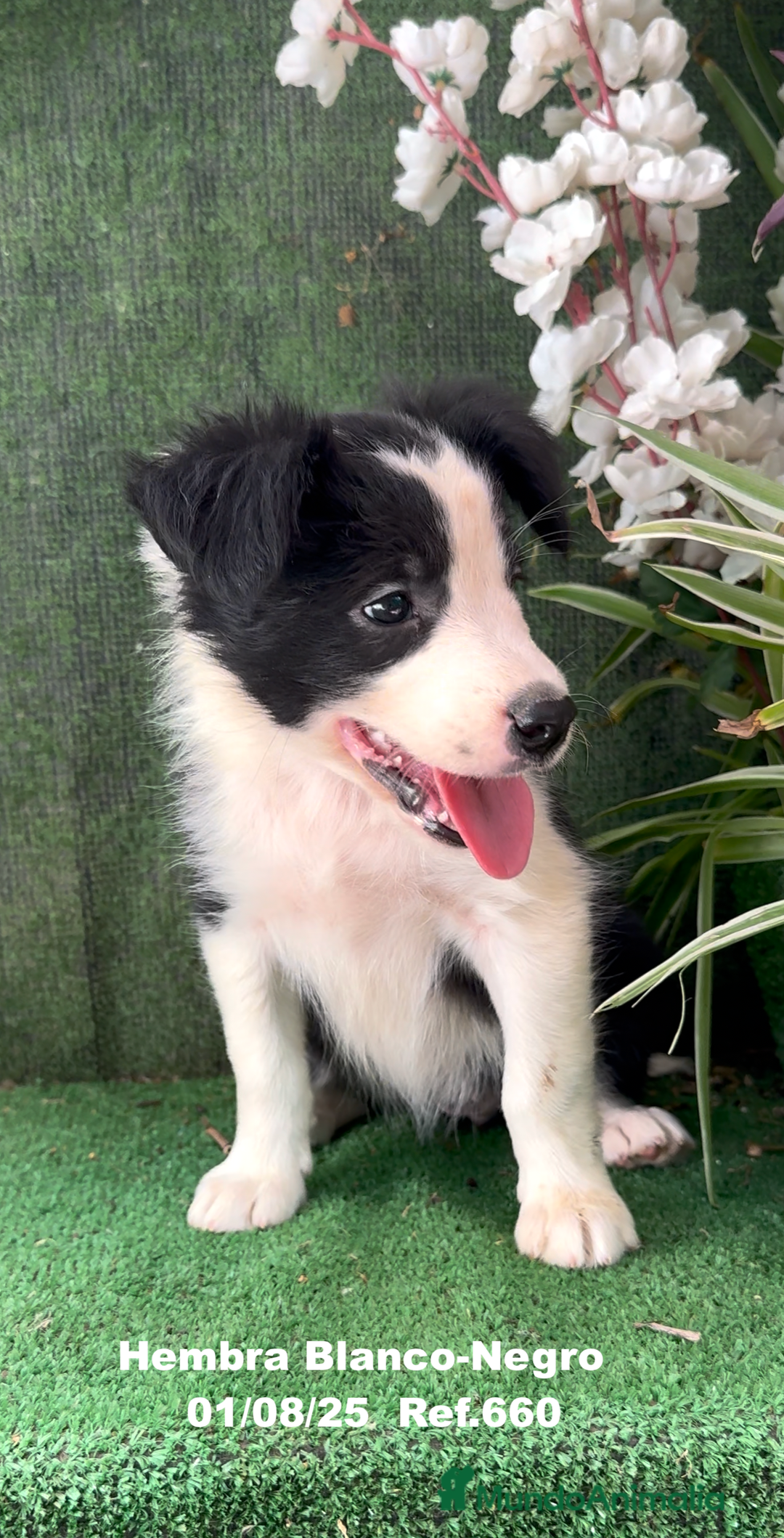 Border Collie perros en venta: Border Collie hembra - Imagen 3