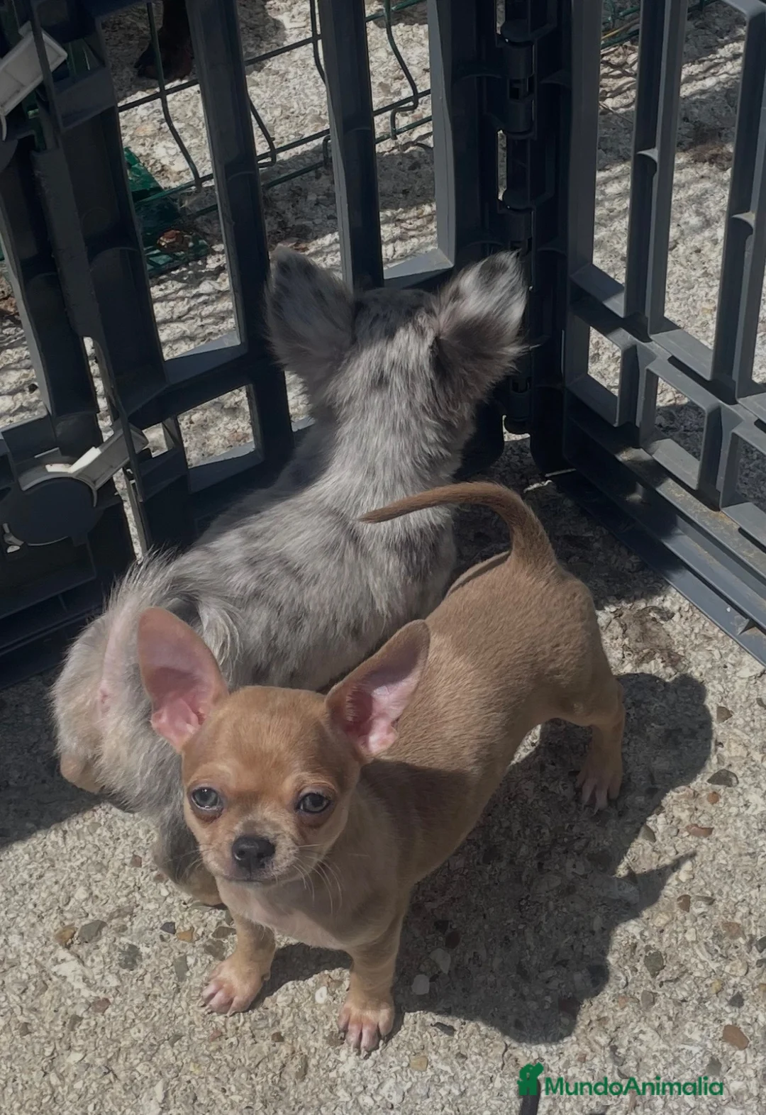Chihuahua perros en venta: Chihuahua - Anuncio 3