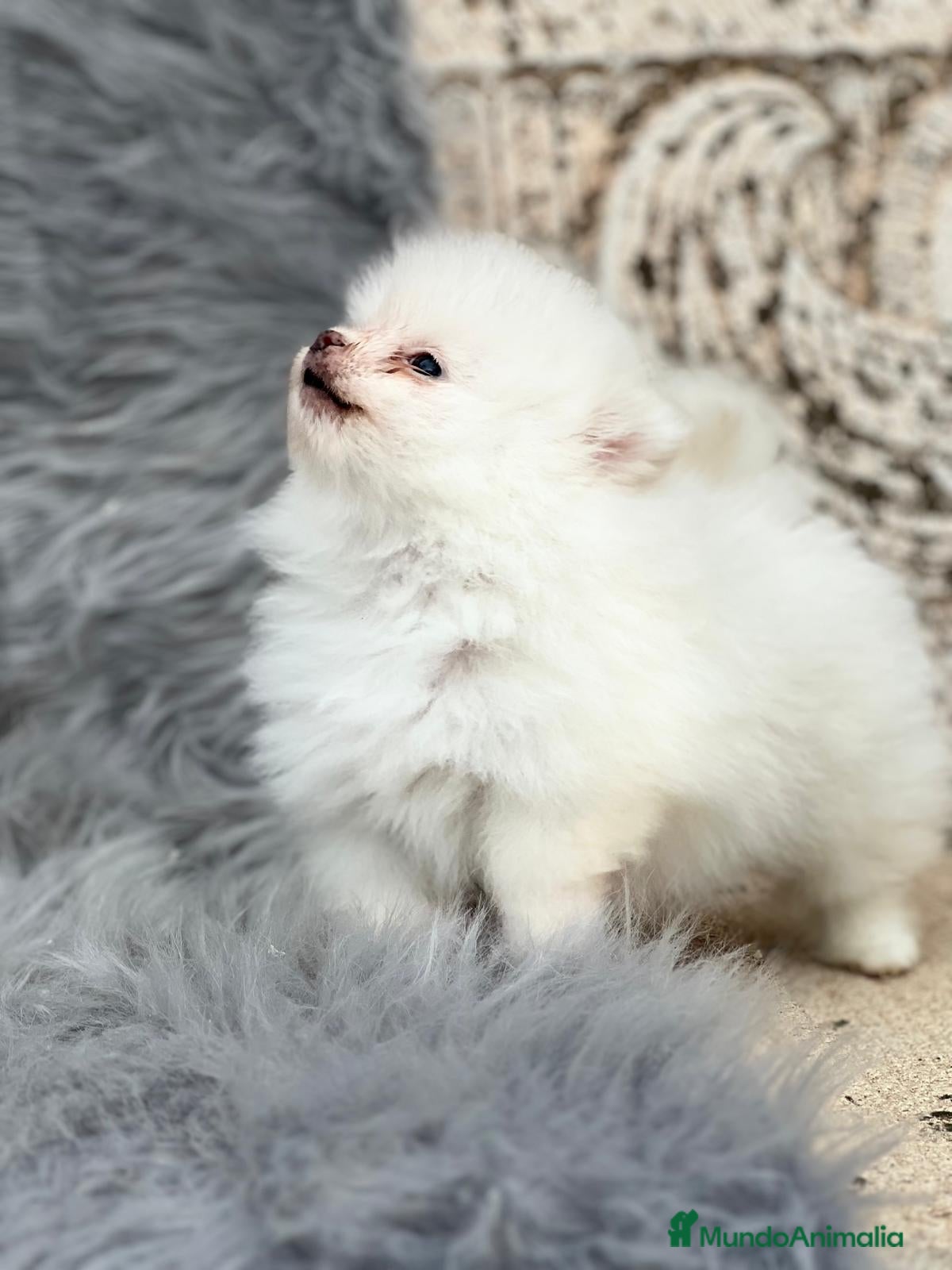 Pomerania perros POMERANIA LÍNEA XIAO-LI en Barcelona - Anuncio 2