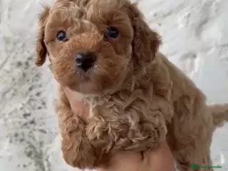 Caniche Toy perros Último cachorros disponible!! Caniche toy en Málaga - Anuncio 1