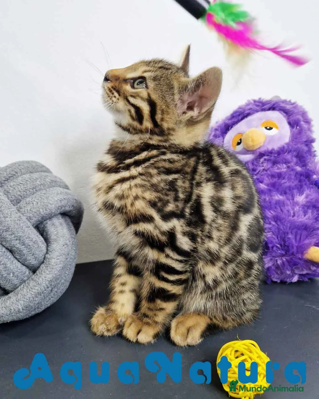 Bengalí gatos en venta: Bengali Macho 1823 AQUANATURA en Barcelona - Anuncio 10