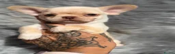 Chihuahua perros en venta: Chihuahua línea rusa  - Anuncio 12