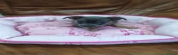 Chihuahua perros en venta: CHIHUAHUA TOY - Anuncio 5