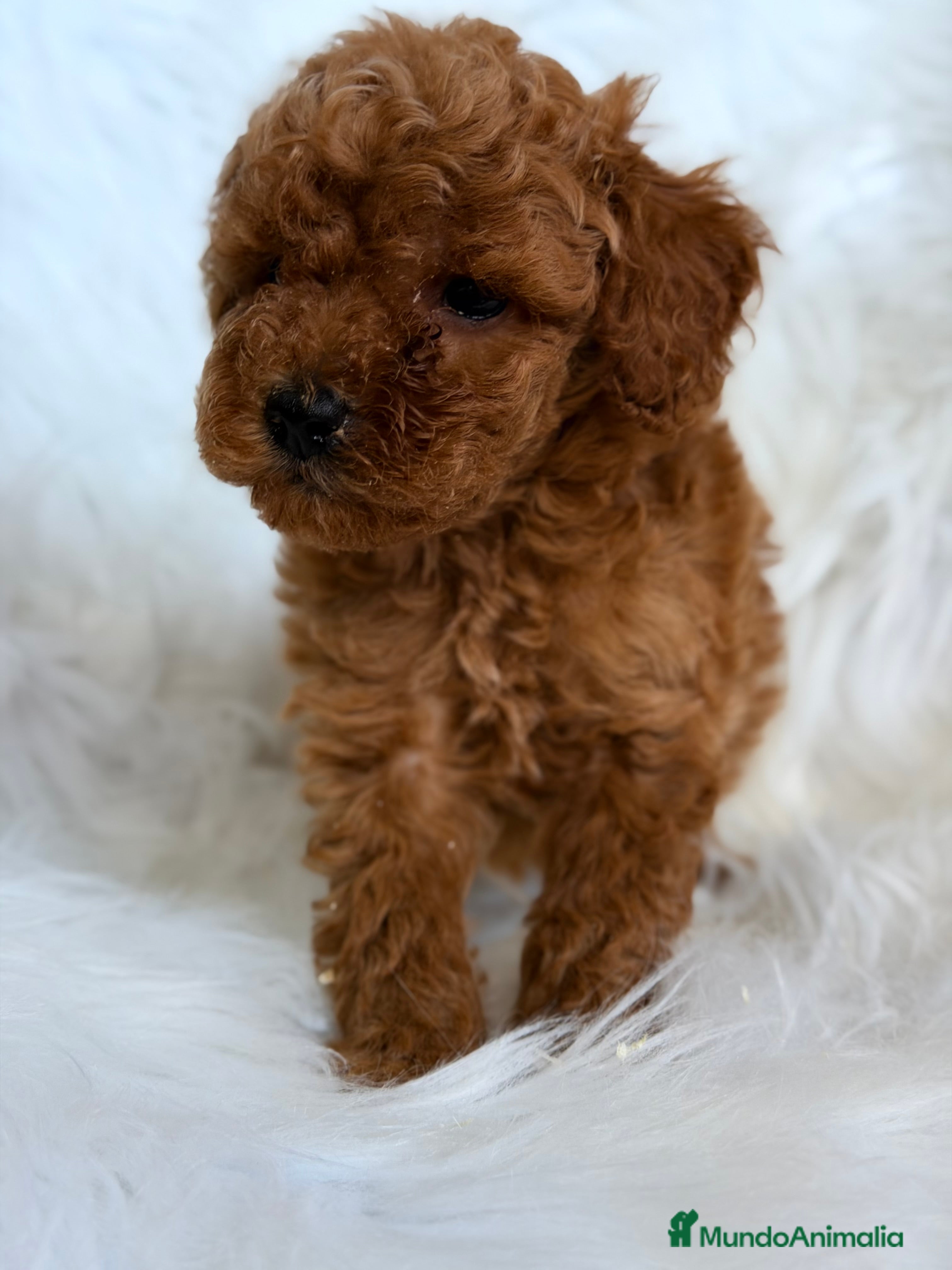 Caniche Toy perros Caniche Toy macho  - Anuncio 3