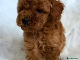 Caniche Toy perros Caniche Toy macho - Anuncio 3