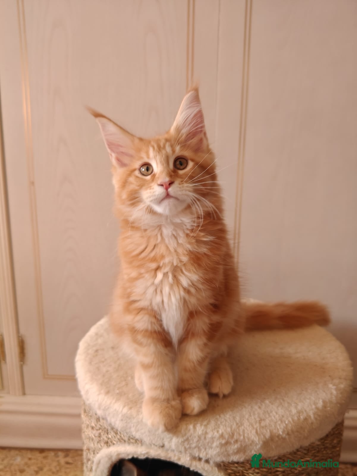 Maine Coon gatos Preciosa camada MAINE COON  - Anuncio 2