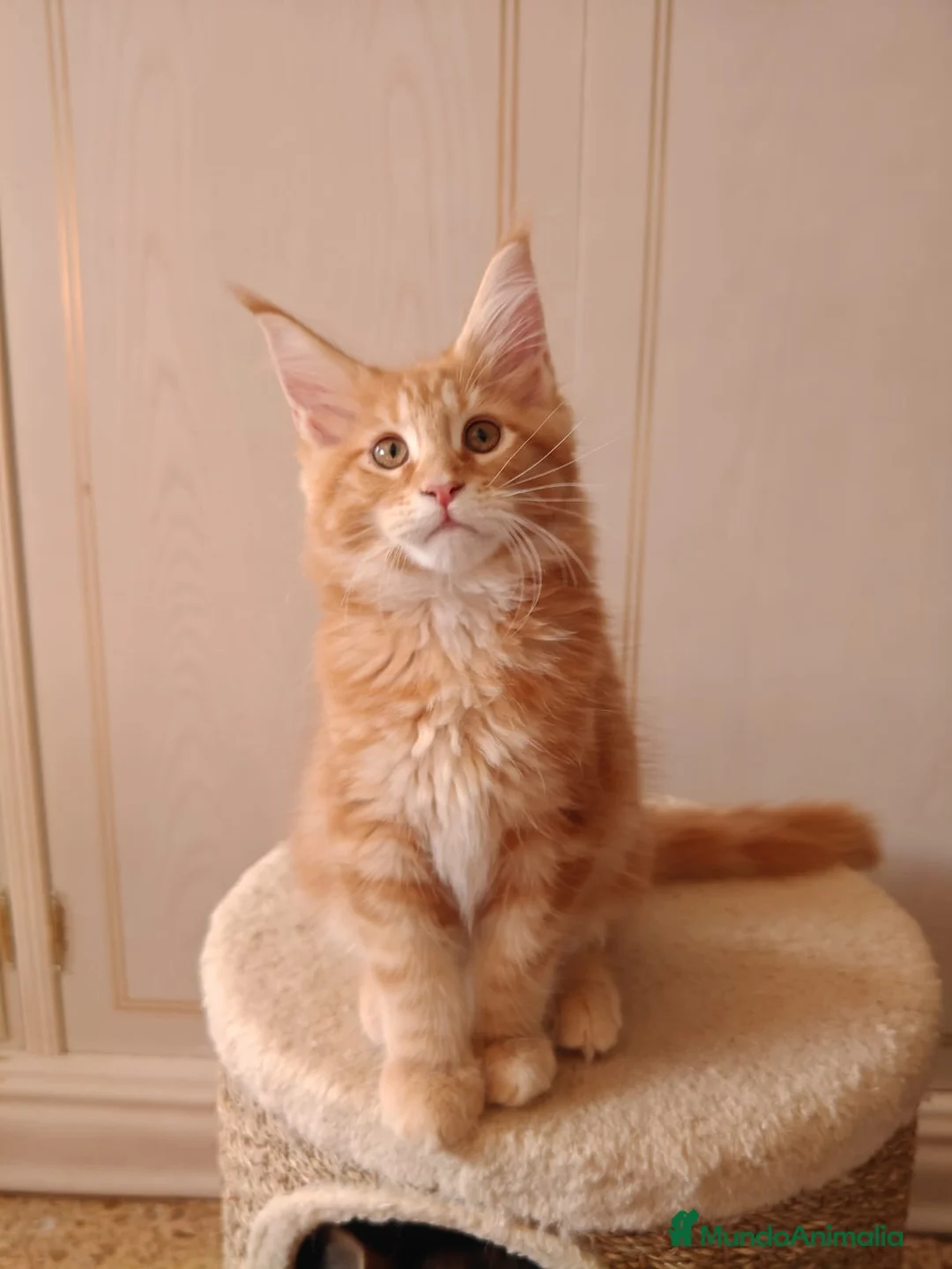 Maine Coon gatos en venta: Preciosa camada MAINE COON  - Anuncio 1