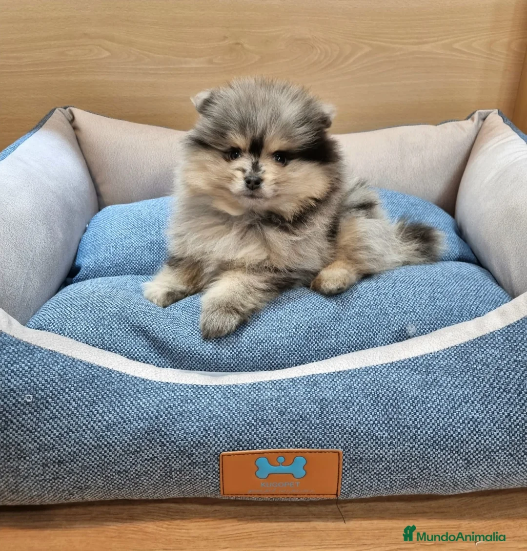 Pomerania perros en venta: Lulú de pomerania - Anuncio 8