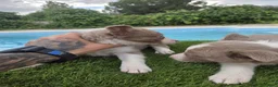 Border Collie perros en venta: Border collie lilac y chocolate de calidad  - Anuncio 7