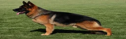 Pastor Alemán perros en venta: Cachorro macho de pastor alemán  - Anuncio 4
