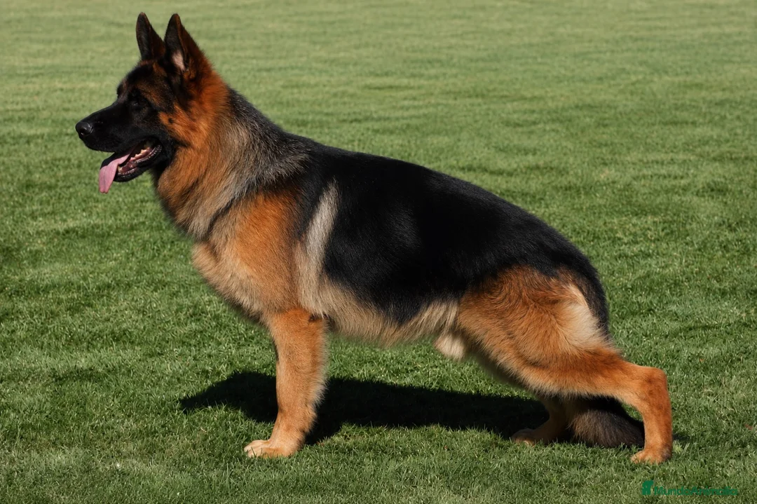 Pastor Alemán perros en venta: Cachorro macho de pastor alemán  - Anuncio 4