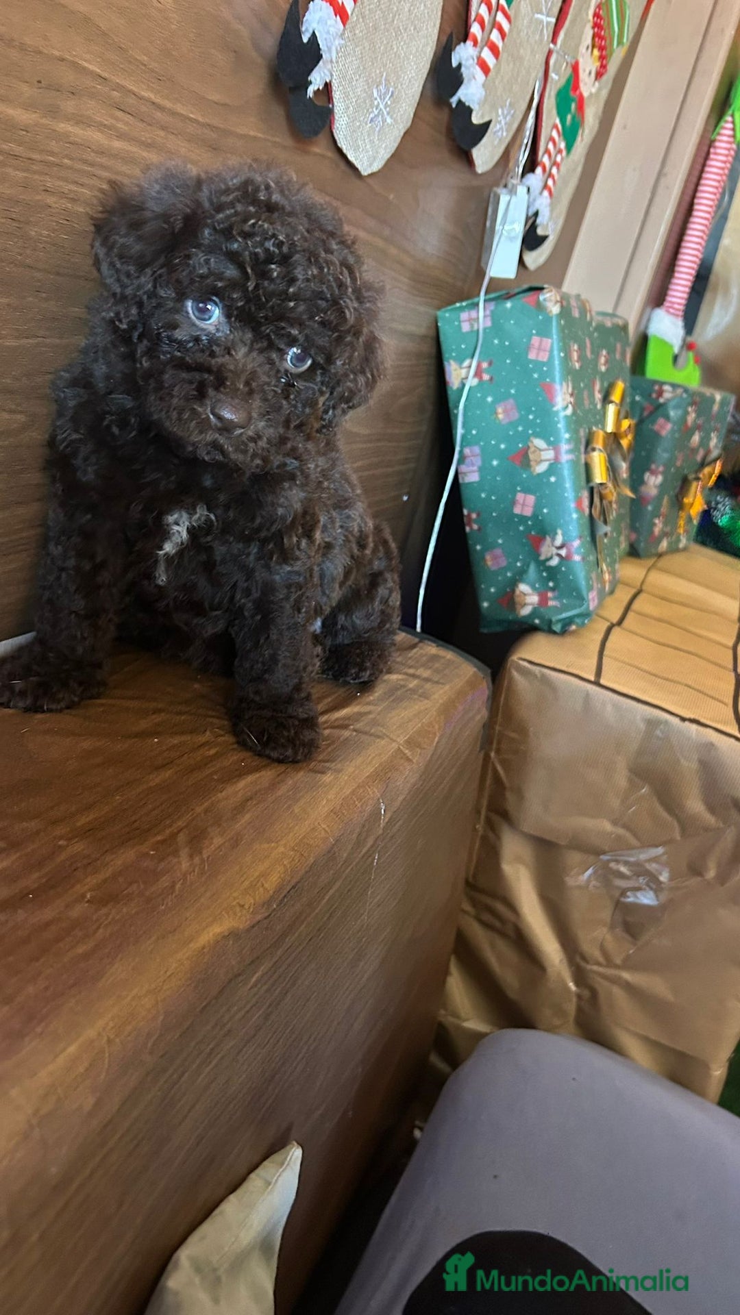 Perro de Agua Español perros en venta: Perro.de agua  - Anuncio 6