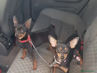 Ratón de Praga perros CACHORROS DE RATÓN DE PRAGA - Anuncio 1