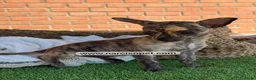 Chihuahua perros en venta: CHIHUAHUA TOY - Anuncio 5